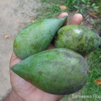 Mangifera indica L.